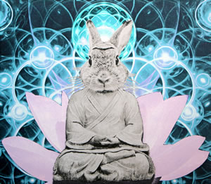 Buddha Bunny