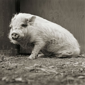 Pot Belly Pig Age 12 from Allowed to Grow Old