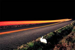 The Roadside Memorial Project—Rabbit