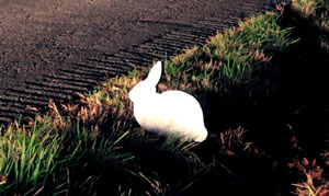 The Roadside Memorial Project—Rabbit (detail)